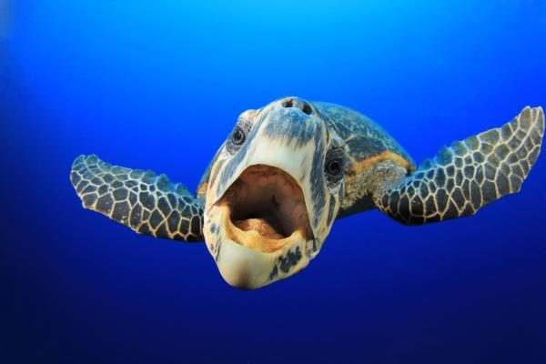 Do Turtles Have Teeth? - Do sea turtles have teeth?