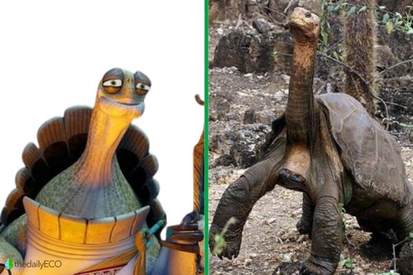 Exploring the Animals of Kung Fu Panda - Grandmaster Oogway (Galapagos Tortoise)