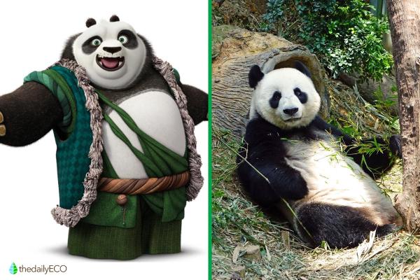 Exploring the Animals of Kung Fu Panda - Li Shan (Giant Panda)