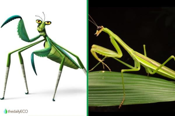 Exploring the Animals of Kung Fu Panda - Mantis (Praying Mantis)