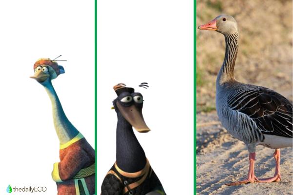 Exploring the Animals of Kung Fu Panda - Mr. Ping and Zeng (Goose)