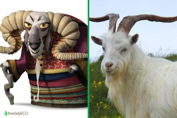 Exploring the Animals of Kung Fu Panda - The Soothsaye (Goat)