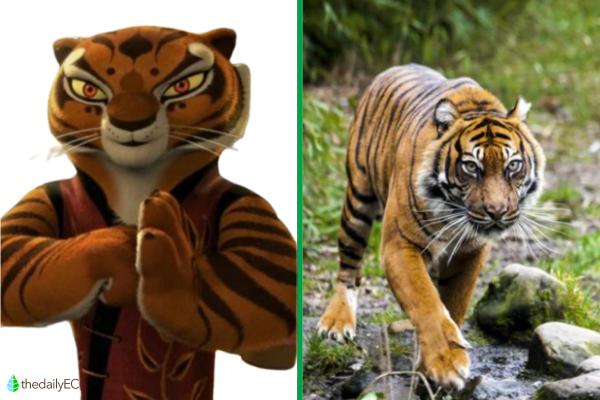 Exploring the Animals of Kung Fu Panda - Tigress (South China Tiger)