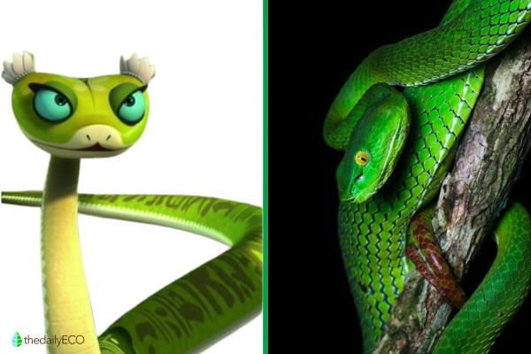 Exploring the Animals of Kung Fu Panda - Viper (Green Tree Viper)