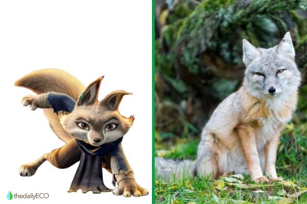 Exploring the Animals of Kung Fu Panda - Zhen (Corsac fox)