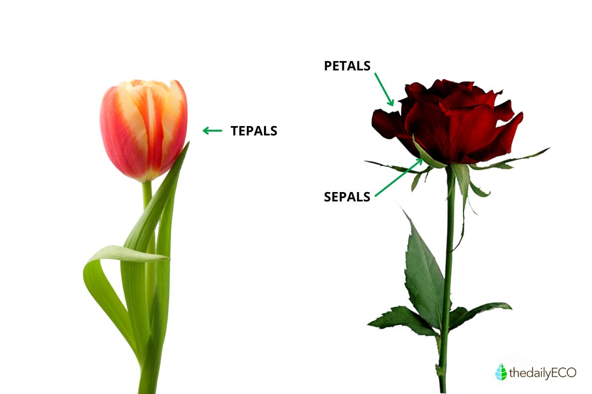 Tepals Definition Functions Types and Examples