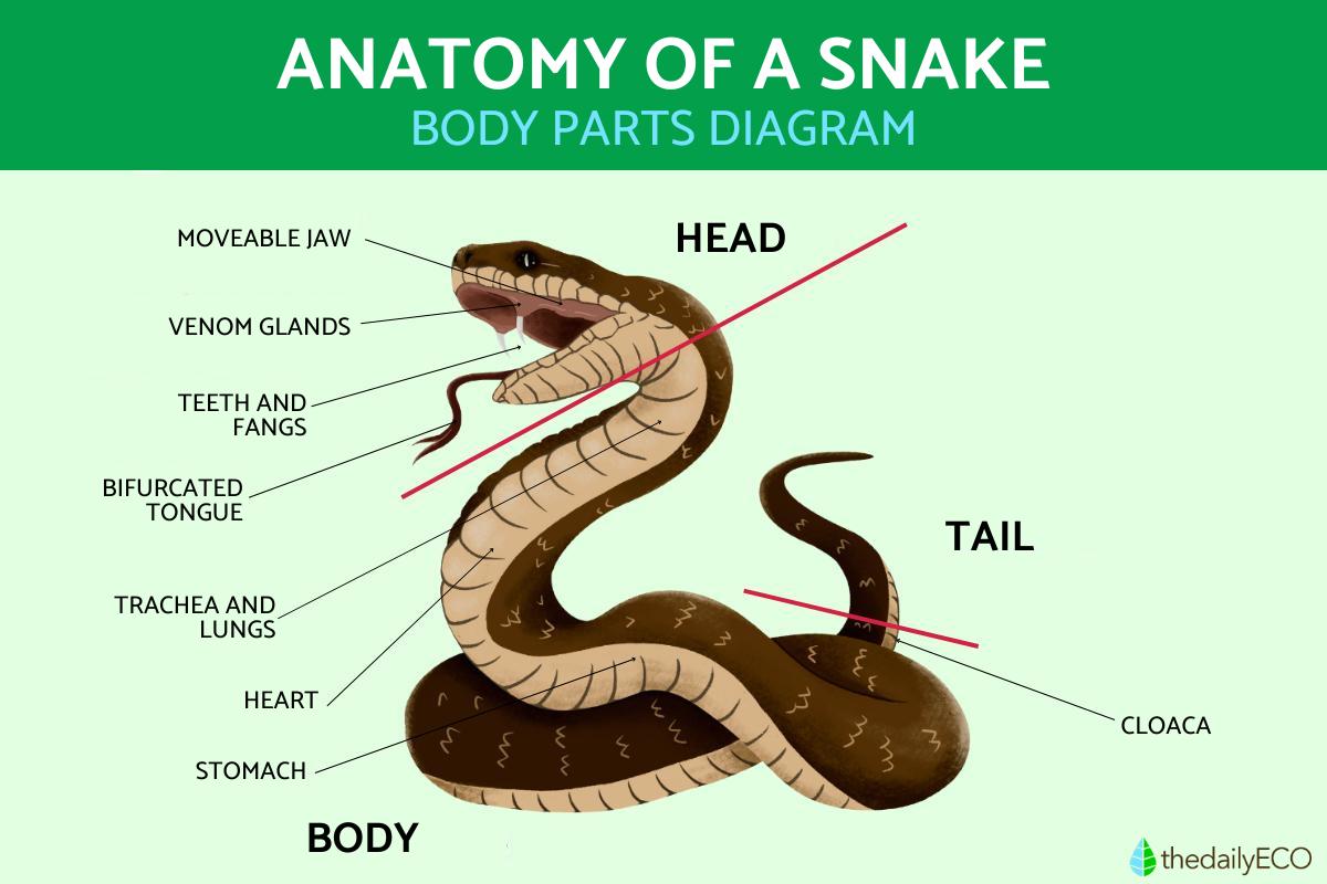 Snake Anatomy Diagram