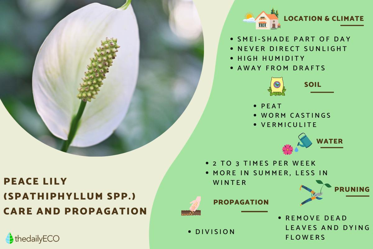 Peace Lily Plant Care and Propagation Indoors