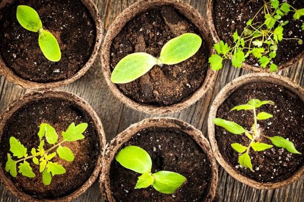 What Is the Purpose of Peat Moss? - How to use peat moss
