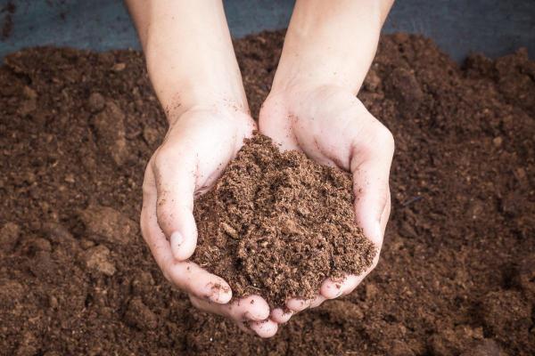 What Is the Purpose of Peat Moss? - What is peat moss?