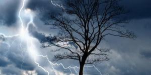 Do Trees Attract Lightning?