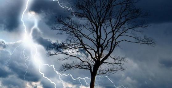 Do Trees Attract Lightning?