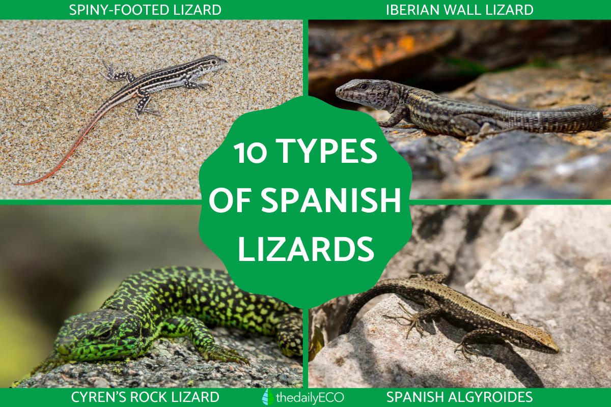 Types of Spanish Lizards