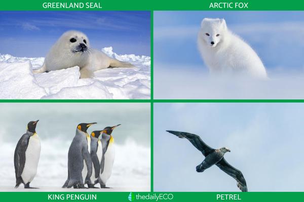 Sea Ice Definition, Formation and Examples - Characteristics of sea ice