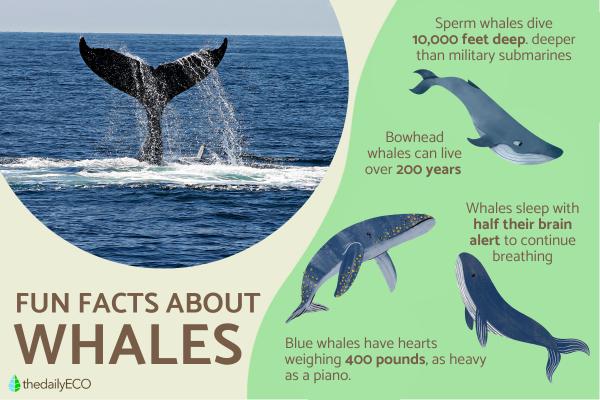 Fun Facts About Whales