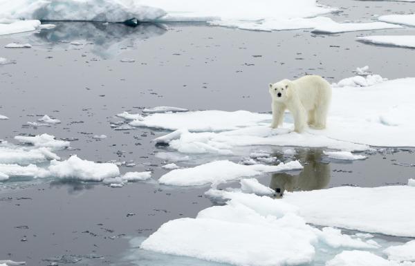 Sea Ice Definition, Formation and Examples