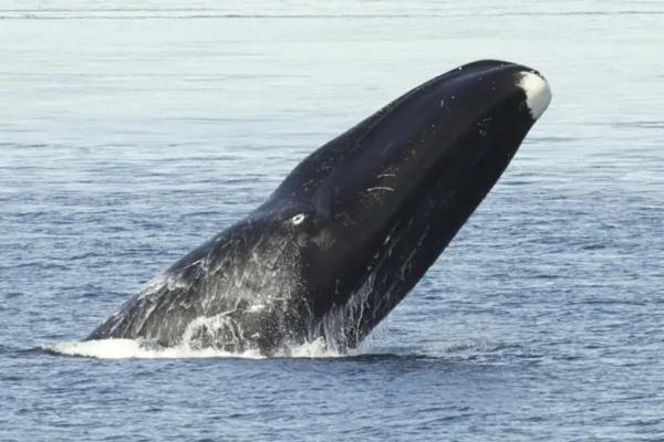 Fun Facts About Whales - They can live over 200 years