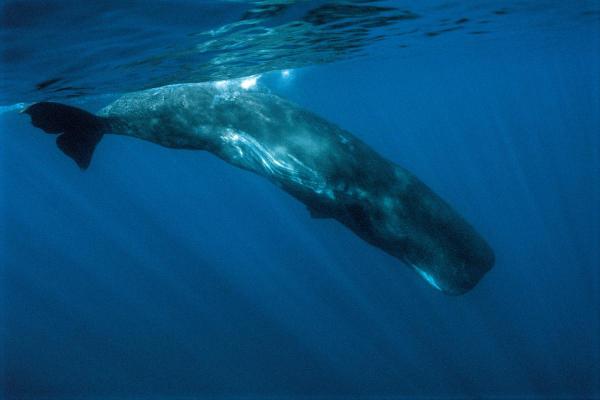 Fun Facts About Whales - They dive deeper than any mammal