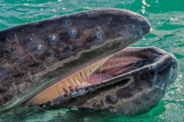 Fun Facts About Whales - They don't all have teeth