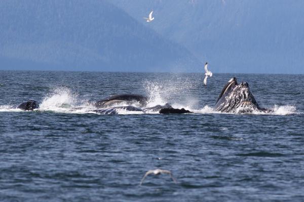 Fun Facts About Whales - They hunt with bubble nets