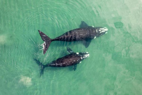 Fun Facts About Whales - They're mammals, not fish