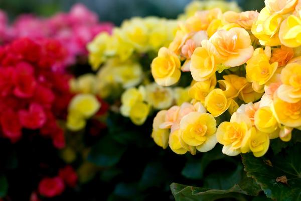 Flowers That Attract Hummingbirds - Begonia