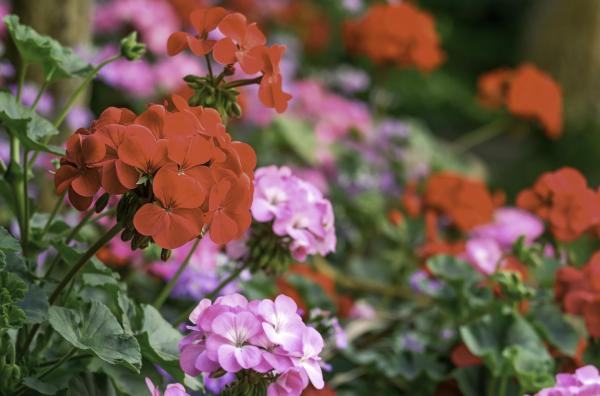 Flowers That Attract Hummingbirds - Crane's-bill