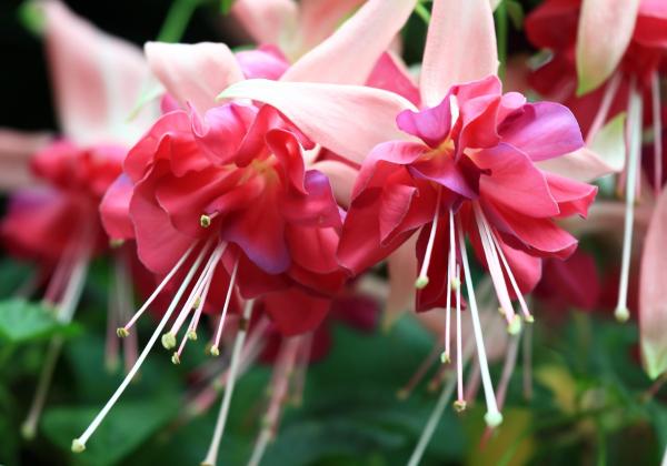 Flowers That Attract Hummingbirds - Fuchsia 