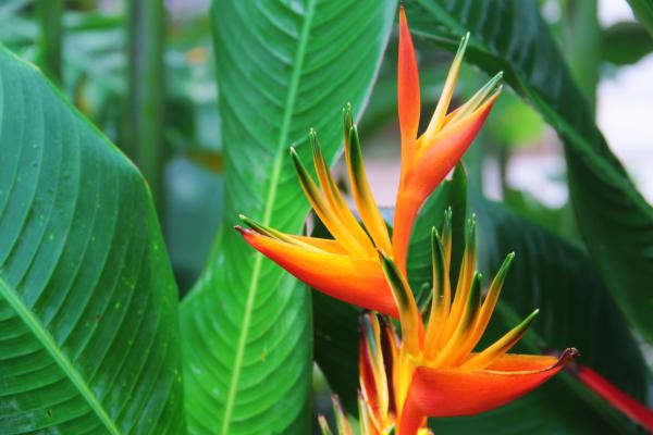 Flowers That Attract Hummingbirds - Heliconia