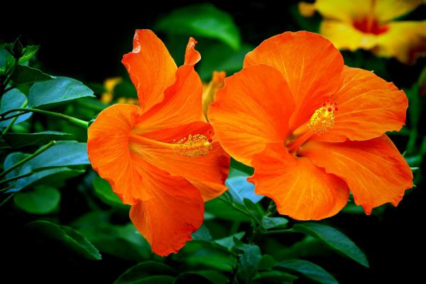 Flowers That Attract Hummingbirds - Hibiscus