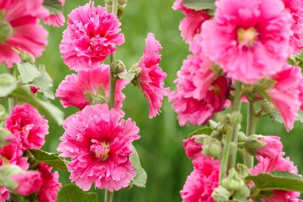 Flowers That Attract Hummingbirds - Hollyhock