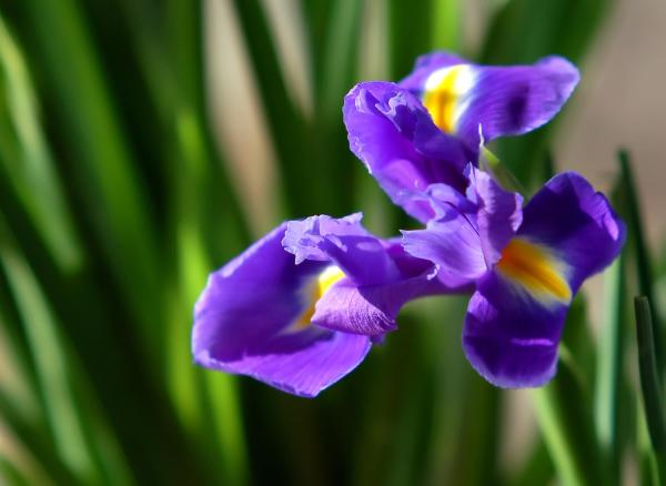 Flowers That Attract Hummingbirds - Irises