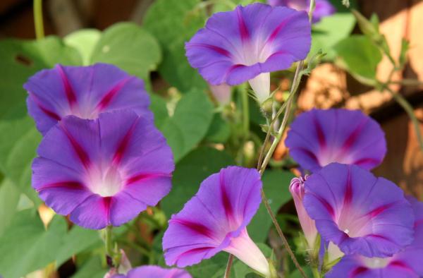 Flowers That Attract Hummingbirds - Morning glory