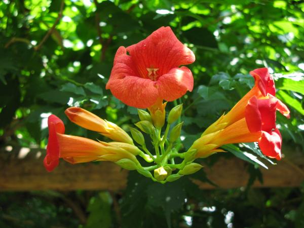 Flowers That Attract Hummingbirds - Trumpet Vine