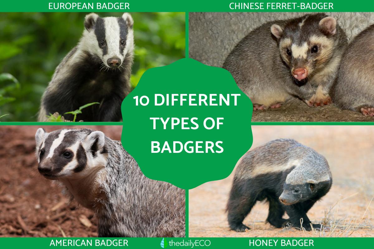 Different Types of Badgers