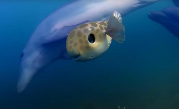 Are Dolphins Getting High? - Dolphins and Puffer Fish - Do dolphins take drugs?