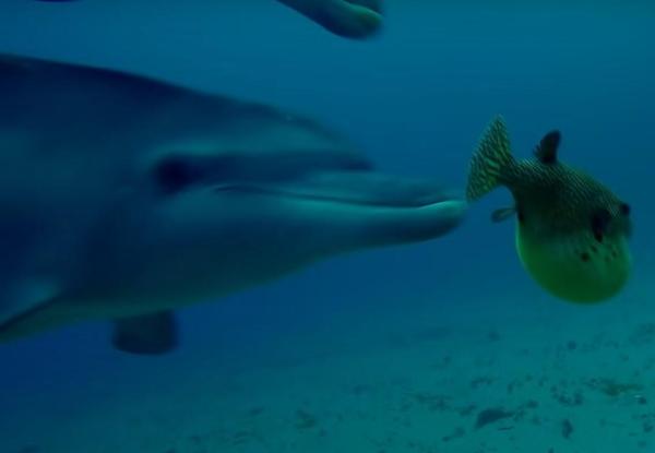 Dolphins Bite On Puffer Fish To Get 'High', And Pass It Among Each