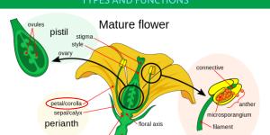 Parts of a Petal and Their Functions