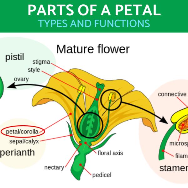 petal parts