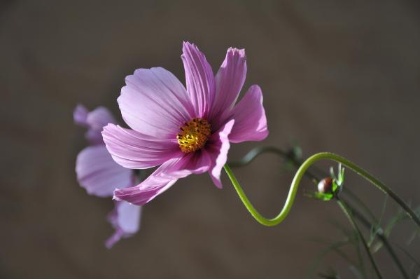 Parts of a Petal and Their Functions - What are the functions of petals in a flower?