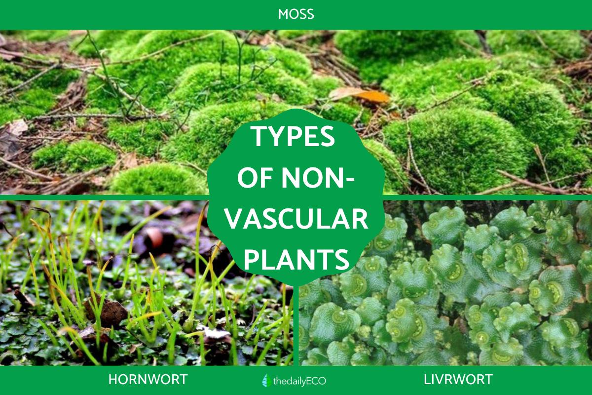 Different Types of Non-Vascular Plants - With Examples of Species