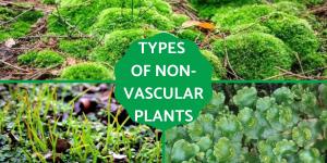 Different Types of Non-Vascular Plants