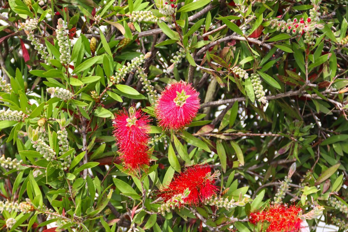 Bottlebrush Plant Varieties and Care - Callistemon citrinus