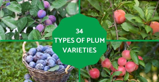 Plum Varieties - Different Kinds of Plums
