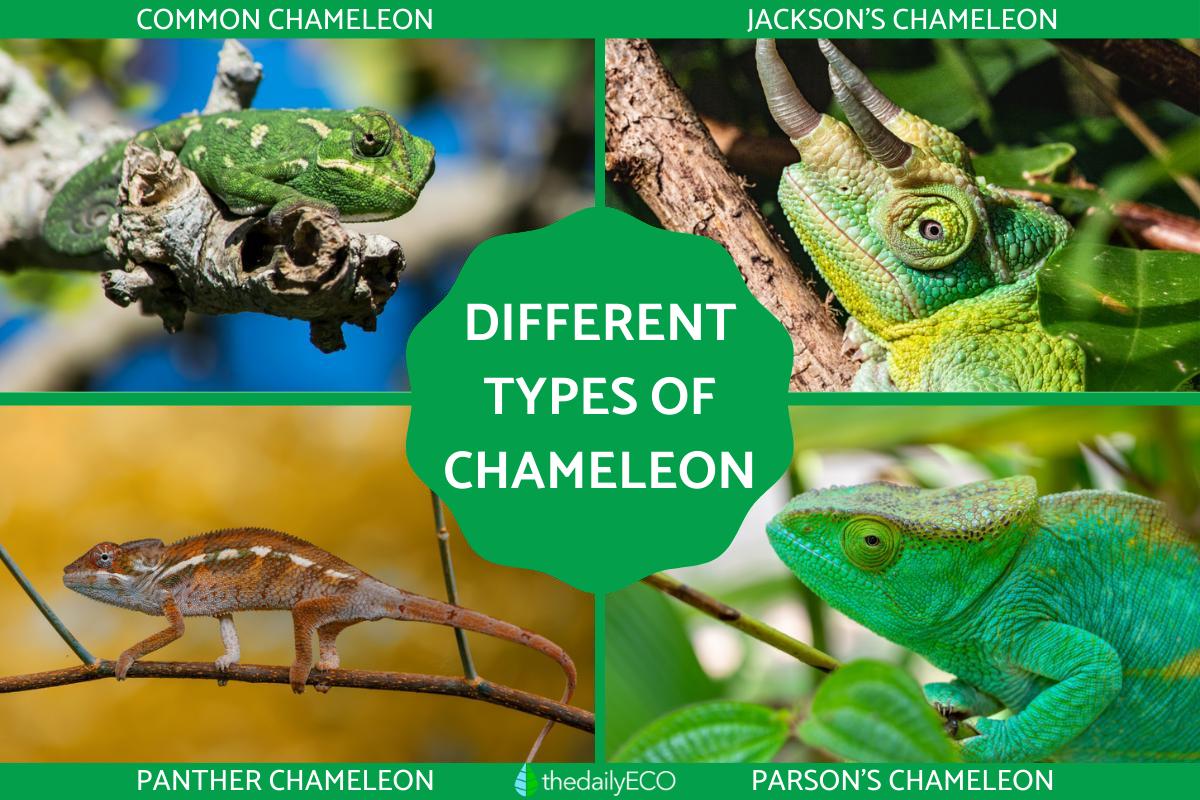 Different Types of Chameleons