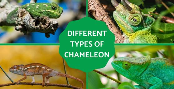 Different Types of Chameleons