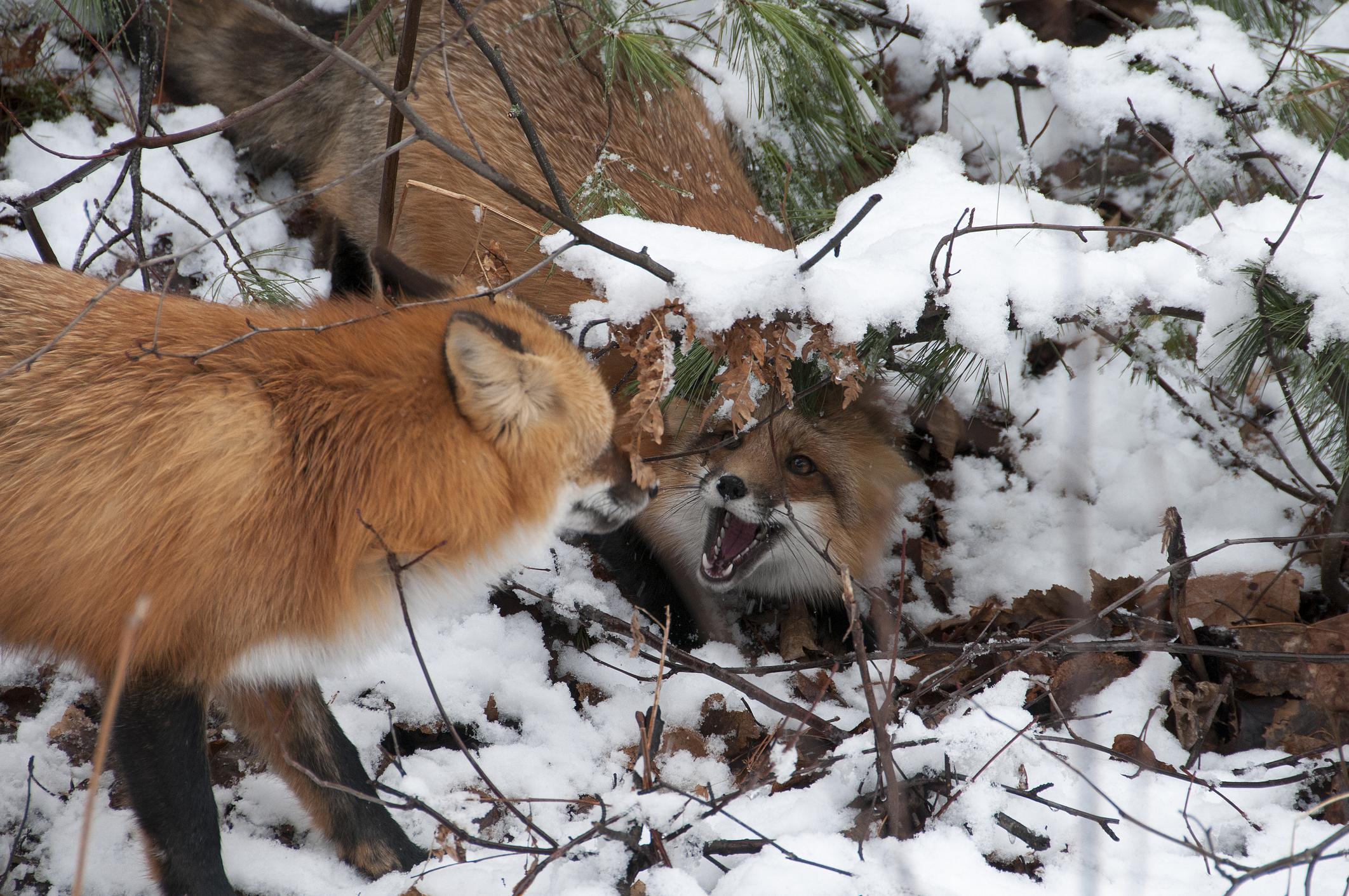 Will a Fox Kill and Eat a Cat? Feral Foxes and Cats