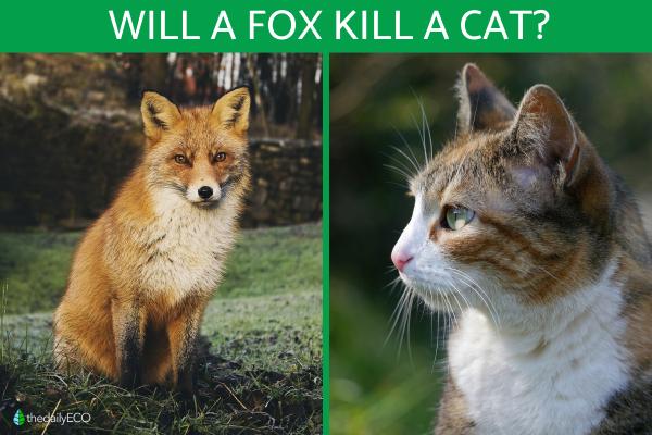 Will a Fox Kill and Eat a Cat?