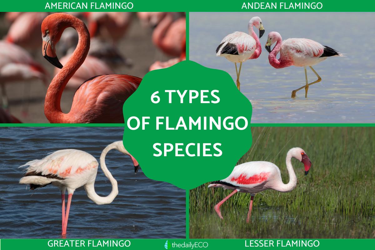Types of Flamingos - Different Flamingo Species