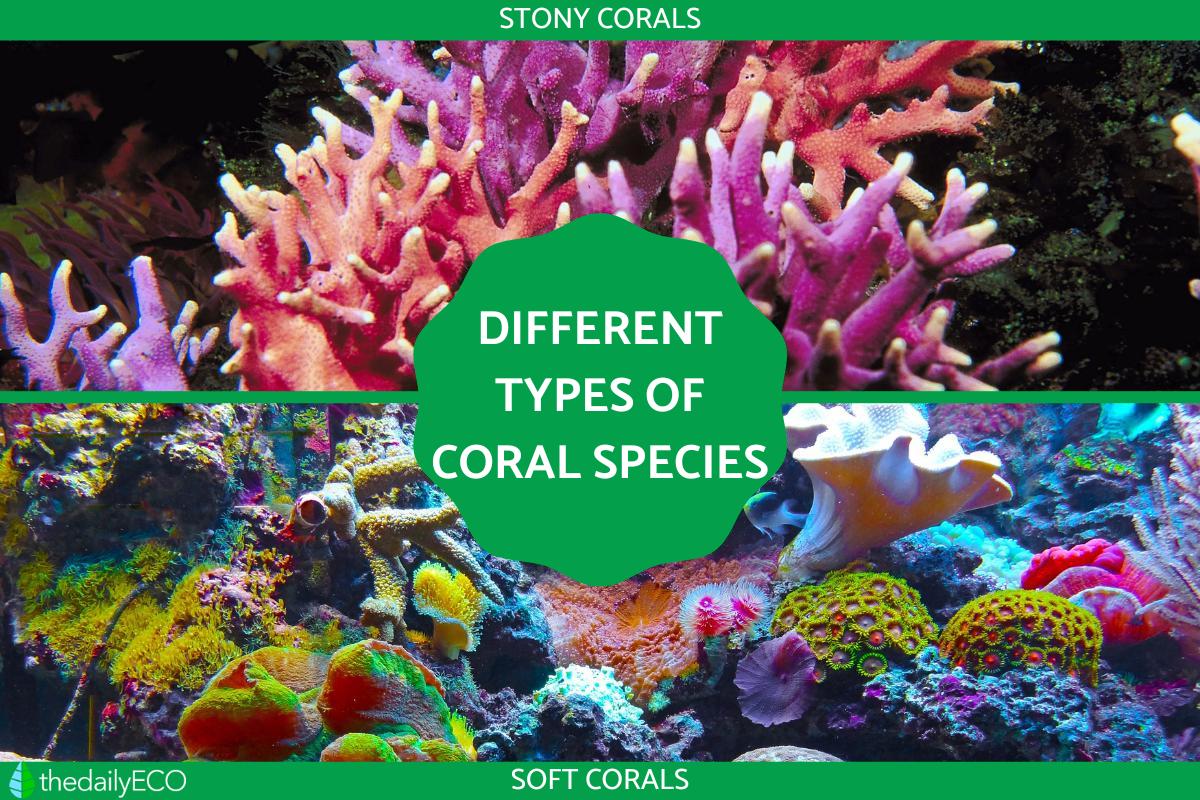 Different Types Of Coral Species Stony And Soft Coral With Photos Different Types Of Coral Species Stony And Soft Coral With Photos